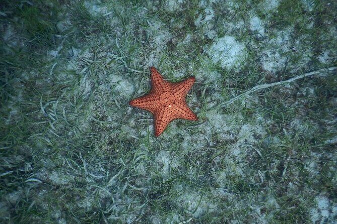 Discovery and snorkeling with sea turtles - Final Thoughts