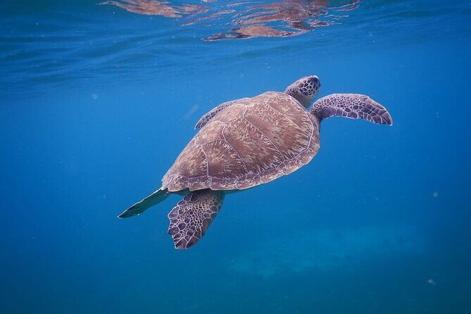 Discovery and snorkeling with sea turtles - FAQs
