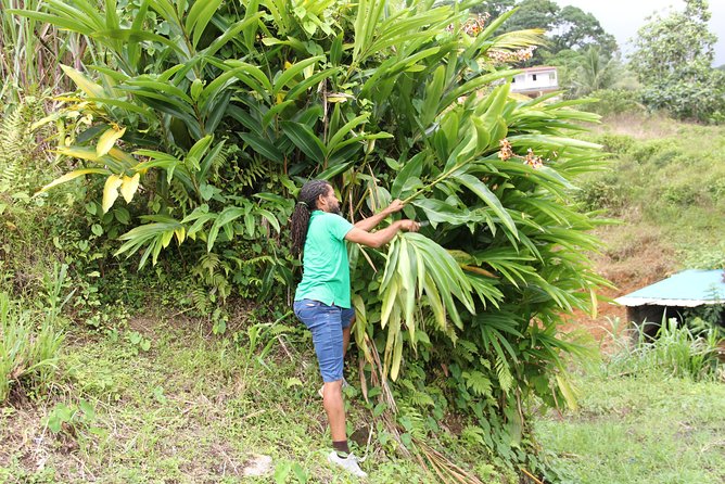 Discovery Day 4x4 Ride - Northern Circuit of Martinique - Booking and Confirmation