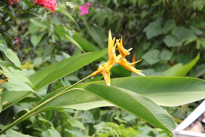 Discovery Day 4x4 Ride - Northern Circuit of Martinique - Cancellation Policy