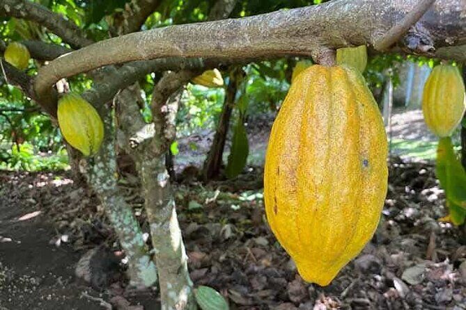Discovery DE the real Dominican Republic EN small committee. - Lunch with a Local Family