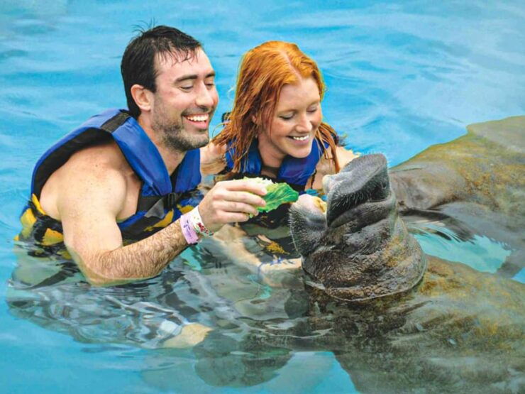 DISCOVERY ESPECIES (SEA LIONS & MANATEES) - Good To Know