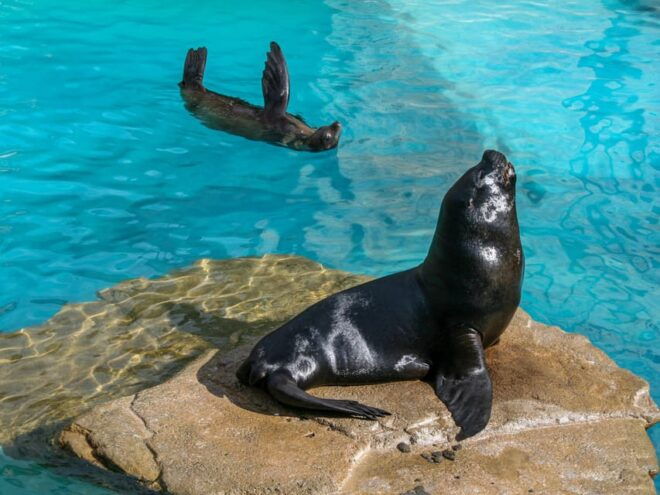 DISCOVERY ESPECIES (SEA LIONS & MANATEES) - Safety and Health
