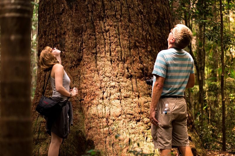Discovery Kgari (Fraser Island) Full-Day Tour - The 75-mile beach, Eli Creek and the Maheno