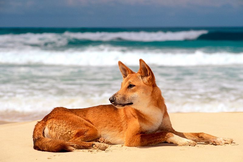 Discovery Kgari (Fraser Island) Full-Day Tour - Central Station and Pile Valley depend on tides