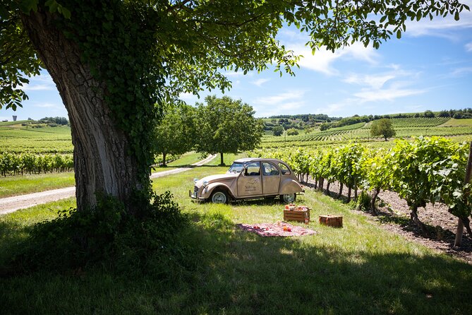 Discovery of the Cognac Vineyard in a 2CV With Picnic in the Middle of the Vines - Cognac Vineyard Overview