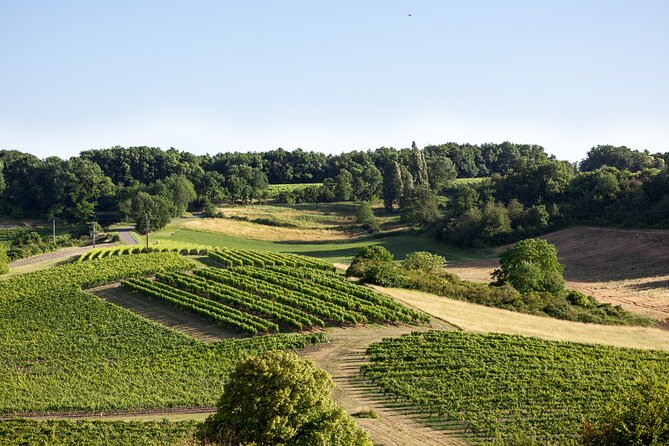 Discovery of the Cognac Vineyard in a 2CV With Picnic in the Middle of the Vines - 2CV Car Experience