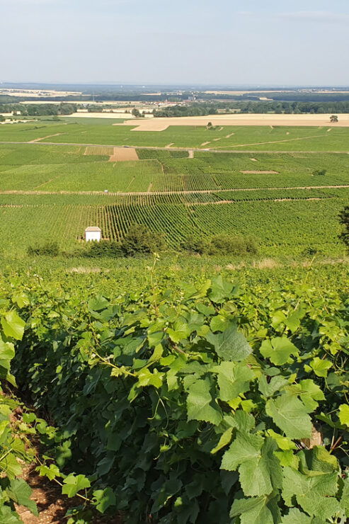 Discovery of the Côte De Nuits in Side-Car. 1 Hour Round. - Key Points