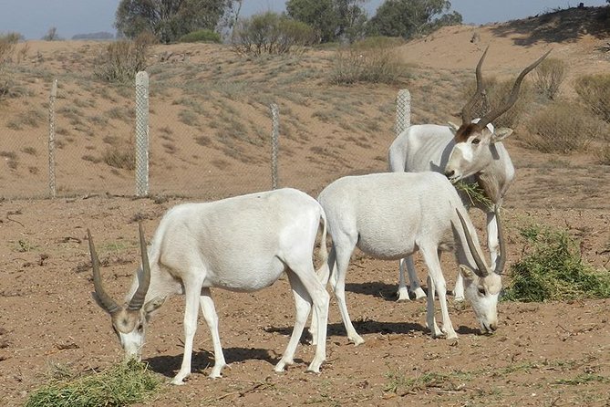 Discovery of the Souss Massa Animal Park - Traveler Photos and Reviews