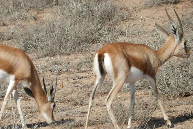 Discovery of the Souss Massa Animal Park - Common Questions