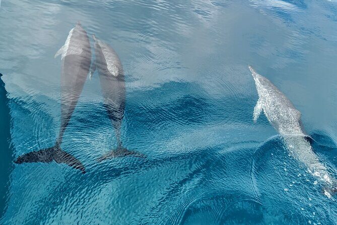 Discovery of the Tahiti Teahupo'o Jurassic Tour peninsula - FAQ