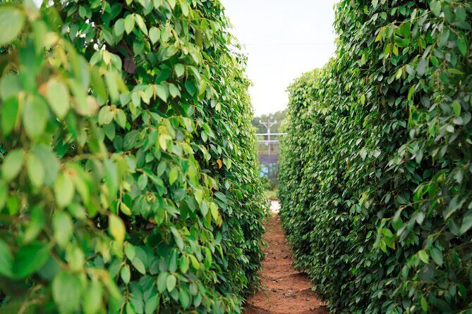 Discovery Phu Quoc Land 1 Southern Tour and Sao Beach - Who is This Tour Best For?