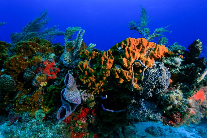 Discovery Scuba Diving !! - Cancellation Policy