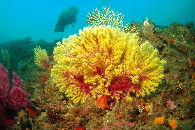 Discovery Scuba Diving Taormina & Isola Bella - Scuba Equipment