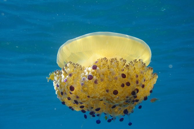 Discovery Scuba Diving Taormina & Isola Bella - Additional Information