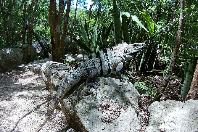 Discovery Tsonoti in Day of Non Touristic Cenotes - Directions and How to Get There