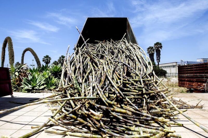Distilleria Alma- Rum Distilery Guided Tour & Tasting - Who Will Love This Experience?