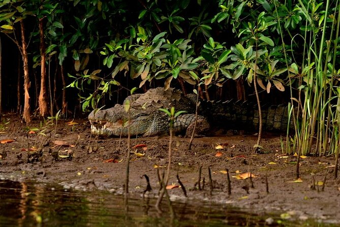 Divar Island-Nature & Backwater Cruising - Pricing and Cancellation Policy