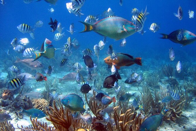 Dive Boat Tour on Catalina Bayahibe Island - Itinerary Overview