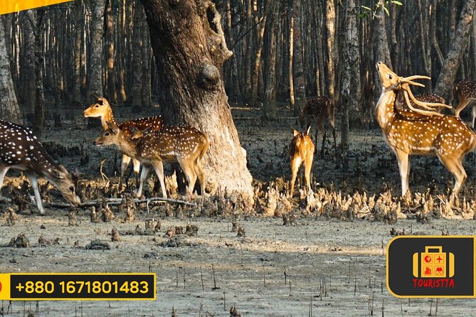 Dive Deep Into the Wild Wonders of Sundarban. - Safety Measures