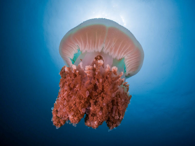 Dive Dip: Discover Scuba Diving in Padang Bai with PADI Dive Center - Padang Bai, with the site chosen that morning