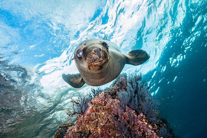 Dive in La Paz With Sea Lions, Turtles, Fish Schools and Wrecks - Dive Sites in La Paz