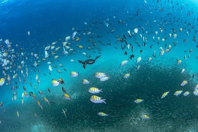 Dive in La Paz With Sea Lions, Turtles, Fish Schools and Wrecks - Exploring Underwater Wrecks
