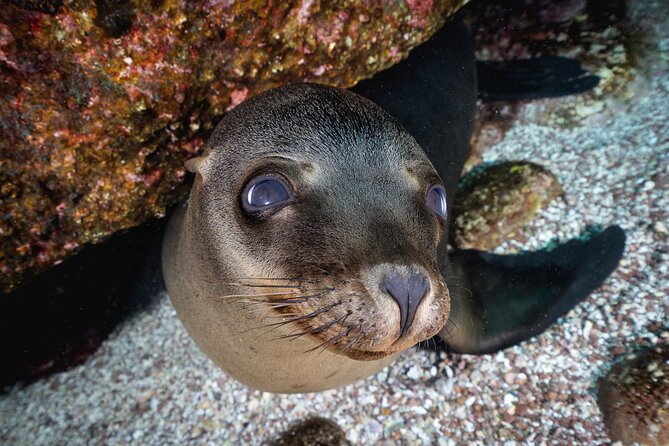 Dive in La Paz With Sea Lions, Turtles, Fish Schools and Wrecks - Encountering Turtles in Their Natural Habitat