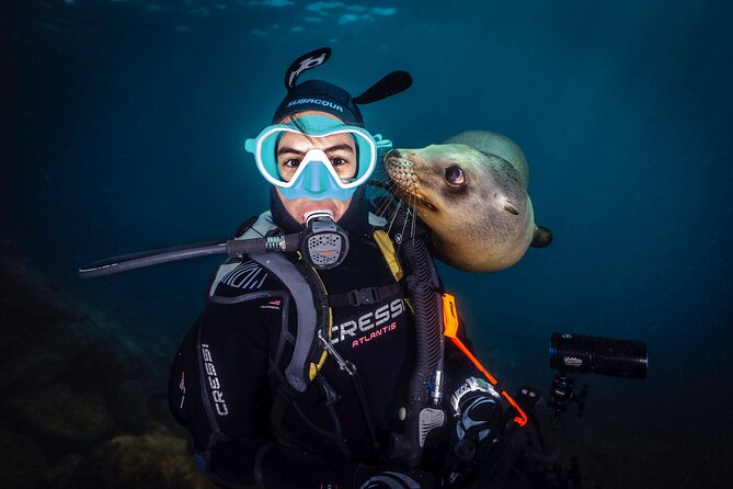 Dive in La Paz With Sea Lions, Turtles, Fish Schools and Wrecks - Witnessing Mesmerizing Fish Schools