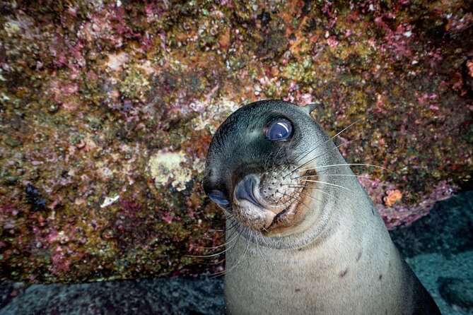 Dive in La Paz With Sea Lions, Turtles, Fish Schools and Wrecks - Booking and Participation Details