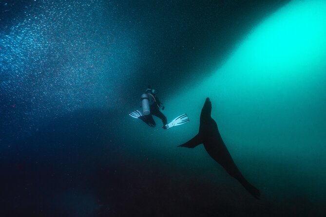 Dive in La Paz With Sea Lions, Turtles, Fish Schools and Wrecks - Common Questions