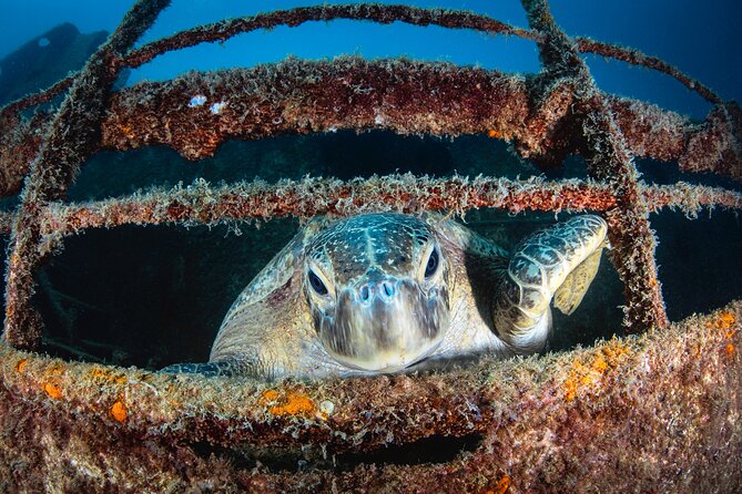 Dive in La Paz With Sea Lions, Turtles, Fish Schools and Wrecks - The Sum Up