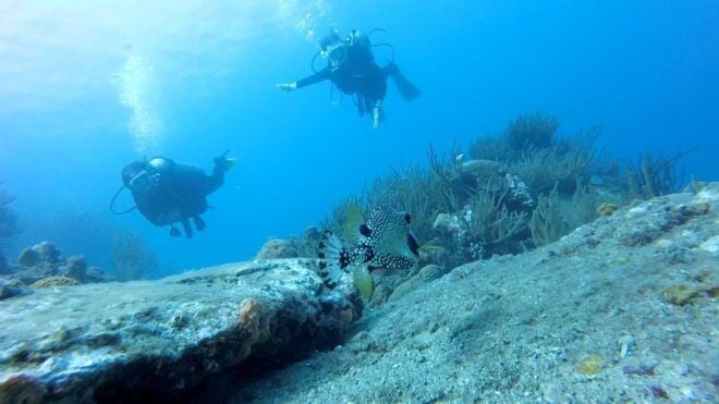 Dive in Tayrona Park - The Sum Up