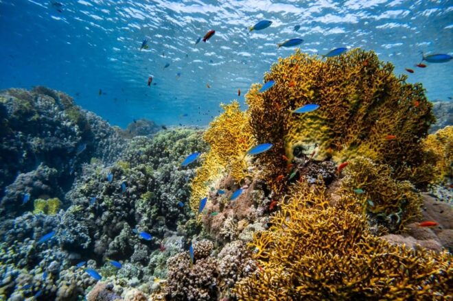 Dive Into Adventure: Explore Racha Island 3 Dives - Health and Safety Guidelines