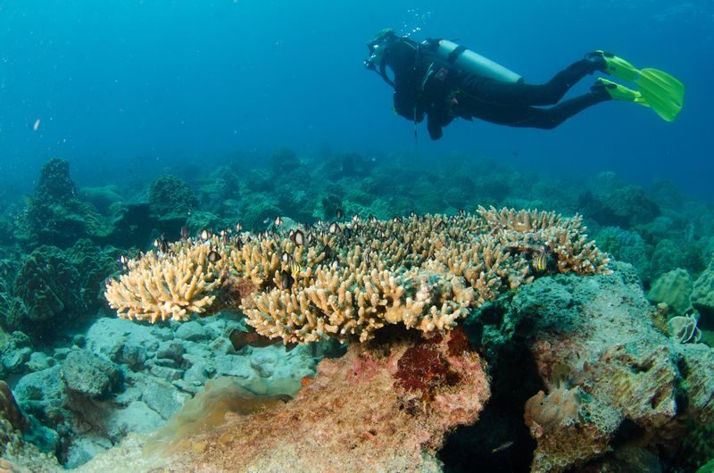 Dive into Koh Changs marvels: 2 dives with PADI 5</em> center – Two ways to see Koh Chang underwater’ /></p>
<p><p>The main choice is between the coral sites and the HTMS Chang wreck. The operator selects local sites or K Rang National Park based on conditions, so you may not be able to insist on a particular route. That flexibility matters: a good day on the water depends on choosing sites that suit the weather, not simply sticking to a fixed plan.</p>
</p>
<p><p>At local sites, you can pair the wreck with a coral stop, or spend both underwater sessions over coral. The HTMS Chang is described as suitable for certified participants of all levels, which makes it an appealing option if you want something different from reef scenery. A wreck has its own visual interest, but it is still worth considering whether that is the kind of site you want before you go.</p>
</p>
<p><p>K Rang National Park is the alternative, with coral reefs as the focus. During the rainy season, the boat visits the park most days because local sites can be rough. If reefs are your priority, this plan can suit you well. If the wreck is the main reason you are booking, remember that conditions may change the day’s destination.</p>
</p>
<p><p>The schedule includes <strong>three stops</strong>, though only two are scuba sessions. The remaining stop offers time to snorkel at a site or rest on the boat. This gives non-scuba time a place in the day without making the trip feel like a simple ride out and back.</p>
</p>
<div style="margin: 20px 0; padding: 15px 0;"><p>You can also read our reviews of more tours and experiences in Ko Chang.</p><ul style="margin: 10px 0; padding: 0; list-style: none;"><li style="margin: 0 0 10px 0; padding: 0 0 10px 0; border-bottom: 1px solid #eee; display: flex; align-items: flex-start; gap: 12px; line-height: 1.4;"><a href="https://veronikasadventure.com/koh-chang-3-or-4-islands-snorkel-beach-tour-by-big-boat-2/" aria-hidden="true" tabindex="-1"><img decoding="async" style="width: 80px; height: 60px; object-fit: cover; border-radius: 4px; flex-shrink: 0;" src="https://veronikasadventure.com/wp-content/uploads/2026/03/koh-chang-3-or-4-islands-snorkel-beach-tour-by-big-boat-2-150x150.jpg" alt="" loading="lazy"></a><div><a href="https://veronikasadventure.com/koh-chang-3-or-4-islands-snorkel-beach-tour-by-big-boat-2/">Koh Chang: 3 or 4 Islands Snorkel & Beach Tour by Big Boat</a><br><span style="font-size: 0.82em; color: #555; margin-top: 2px;"><span style="color: #f5a623;">★</span> 4.3 · 723 reviews</span></div></li><li style="margin: 0 0 10px 0; padding: 0 0 10px 0; border-bottom: 1px solid #eee; display: flex; align-items: flex-start; gap: 12px; line-height: 1.4;"><a href="https://veronikasadventure.com/diving-at-koh-chang-daytrip-with-2-dives/" aria-hidden="true" tabindex="-1"><img decoding="async" style="width: 80px; height: 60px; object-fit: cover; border-radius: 4px; flex-shrink: 0;" src="https://veronikasadventure.com/wp-content/uploads/diving-at-koh-chang-daytrip-with-2-dives-150x150.jpg" alt="" loading="lazy"></a><div><a href="https://veronikasadventure.com/diving-at-koh-chang-daytrip-with-2-dives/">Diving at Koh Chang, Daytrip With 2 Dives</a><br><span style="font-size: 0.82em; color: #555; margin-top: 2px;"><span style="color: #f5a623;">★</span> 5.0 · 150 reviews</span></div></li><li style="margin: 0; padding: 0; border-bottom: none; display: flex; align-items: flex-start; gap: 12px; line-height: 1.4;"><a href="https://veronikasadventure.com/snorkeling-trip-at-koh-chang-starts-from-koh-chang/" aria-hidden="true" tabindex="-1"><img decoding="async" style="width: 80px; height: 60px; object-fit: cover; border-radius: 4px; flex-shrink: 0;" src="https://veronikasadventure.com/wp-content/uploads/snorkeling-trip-at-koh-chang-starts-from-koh-chang-150x150.jpg" alt="" loading="lazy"></a><div><a href="https://veronikasadventure.com/snorkeling-trip-at-koh-chang-starts-from-koh-chang/">Snorkeling Trip at Koh Chang (Starts From Koh Chang)</a><br><span style="font-size: 0.82em; color: #555; margin-top: 2px;"><span style="color: #f5a623;">★</span> 4.5 · 113 reviews</span></div></li></ul></div><h2 id="section-2">What the boat day feels like</h2>
<p><img src=
