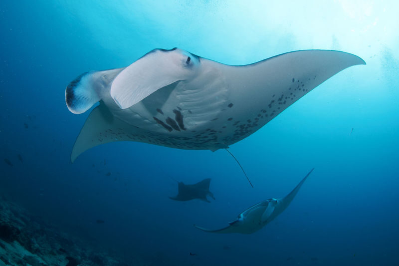 Dive into Nusa Penida: Scuba Discovery with 2 Dives with PADI Center - What you might see around Nusa Penida