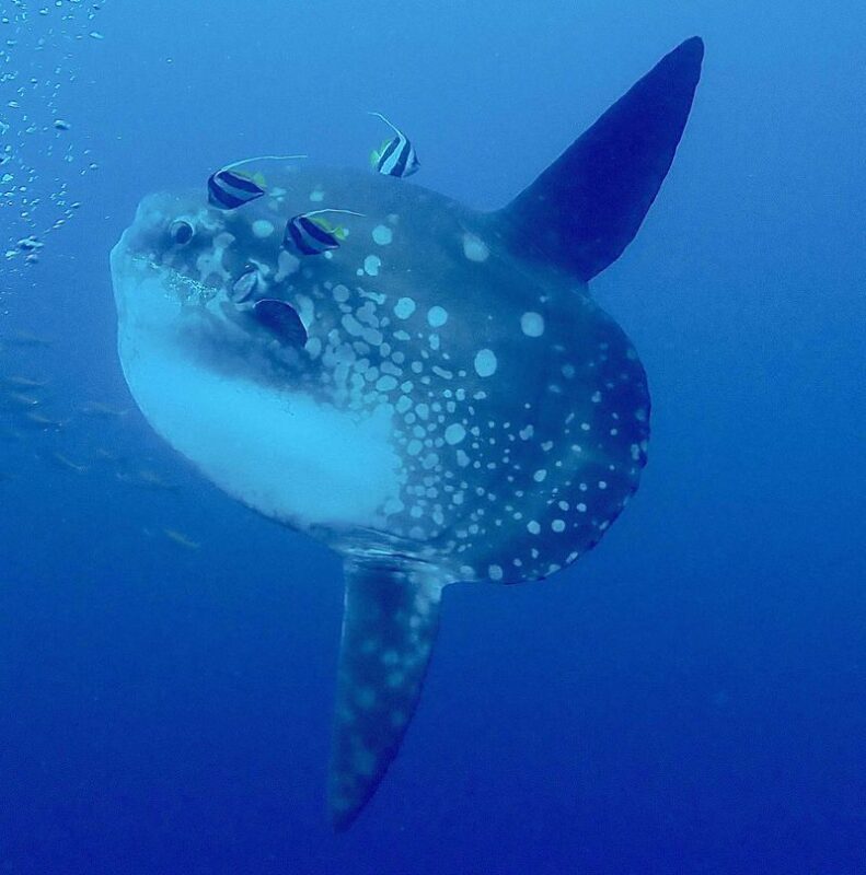 Dive into Nusa Penida: Scuba Discovery with 2 Dives with PADI Center - The value of a beginner package