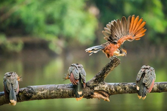 Dive Into the Heart of the Wild at Caiman Eco-Lodge Cuyabeno! - Lodge Overview