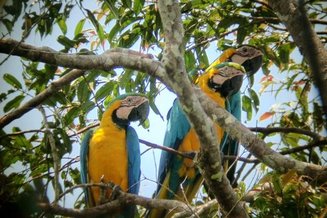 Dive Into the Heart of the Wild at Caiman Eco-Lodge Cuyabeno! - Wildlife Encounters