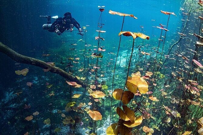 Dive into Tulum: Tour 3 Cenotes, from Riviera Maya - Who This Tour Is Best For