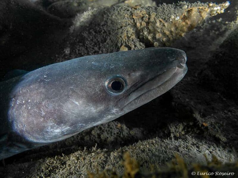 Dive the U-boat 1277 - the Most Iconic Dive in Portugal - FAQs