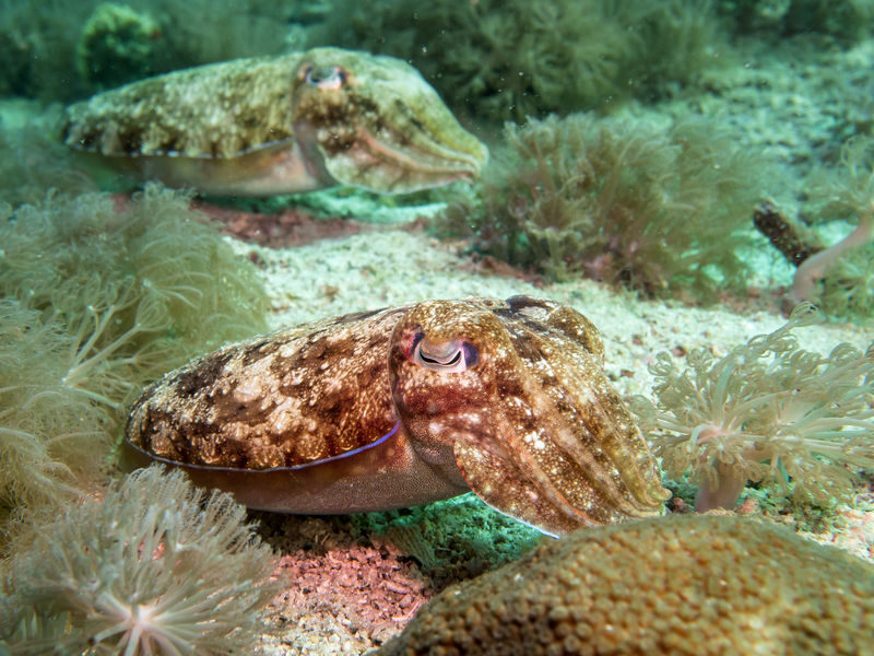 Dive Today!PADI Discover Scuba Diving in Komodo with PADI 5 Star IDC - Two open-water sessions, with sites set on the day