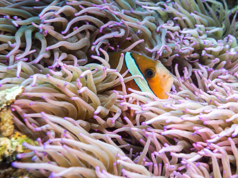 Dive Today!PADI Discover Scuba Diving in Komodo with PADI 5 Star IDC - Lunch, refreshments and the break between sessions