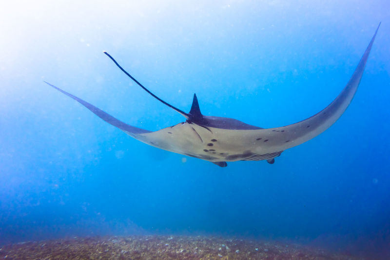 Dive Today!PADI Discover Scuba Diving in Komodo with PADI 5 Star IDC - What the price covers, and what it doesn’t