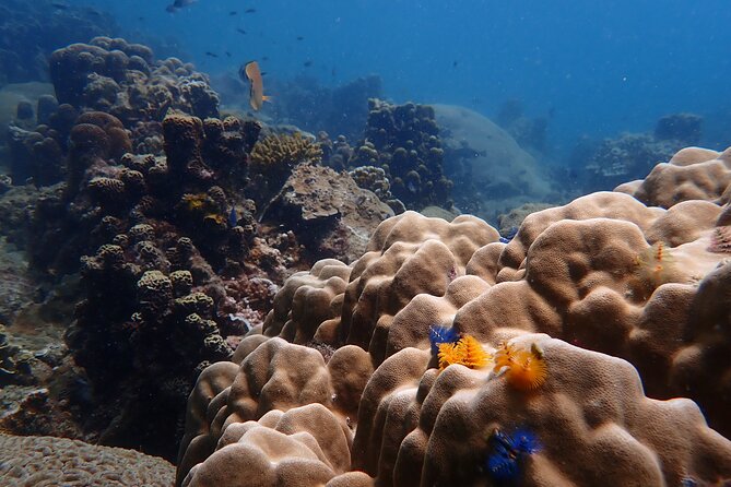Dive Trip Experience in Koh Tao - Suitable for All Diving Levels