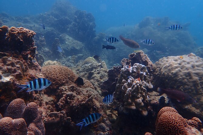 Dive Trip Experience in Koh Tao - Customer Reviews and Ratings