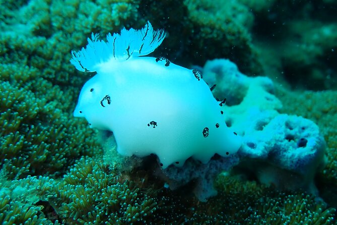Dive Trip Experience in Koh Tao - Why Choose Viator for Dive Trips in Koh Tao