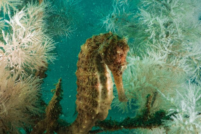 Dive Trip to the Coral Reefs of Fujairah for Certified Scuba Divers - Trip Confirmation and Availability