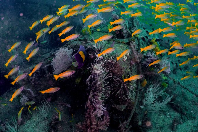 Dive Trip to the Coral Reefs of Fujairah for Certified Scuba Divers - Maximum Number of Travelers and Weather Conditions