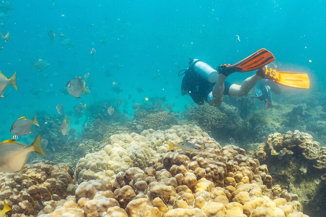 Dive Trip to the Coral Reefs of Fujairah for Certified Scuba Divers - The Sum Up